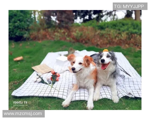 足球明星与他们的宠物们温馨瞬间的精彩合集